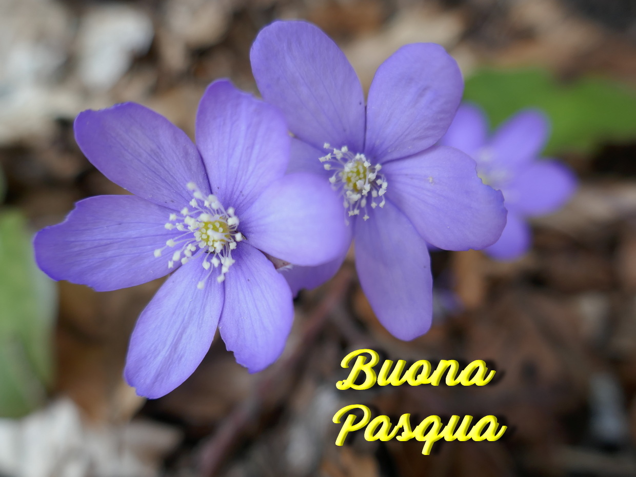 Scopri di più sull'articolo Buona Pasqua